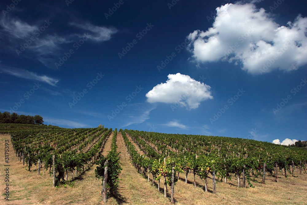 tuscan wineyard