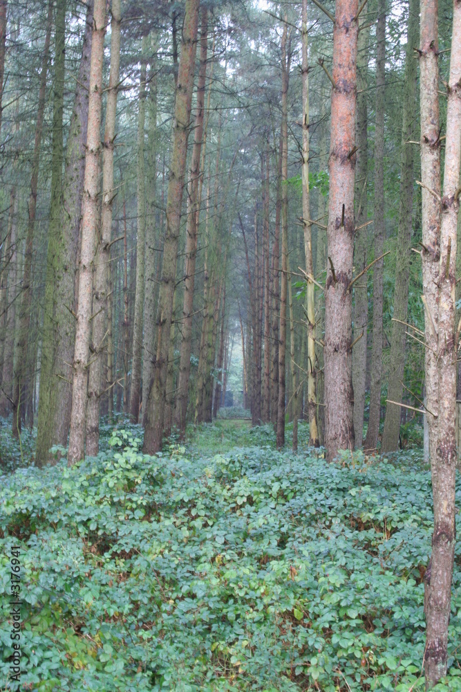 Fototapeta premium path through the trees