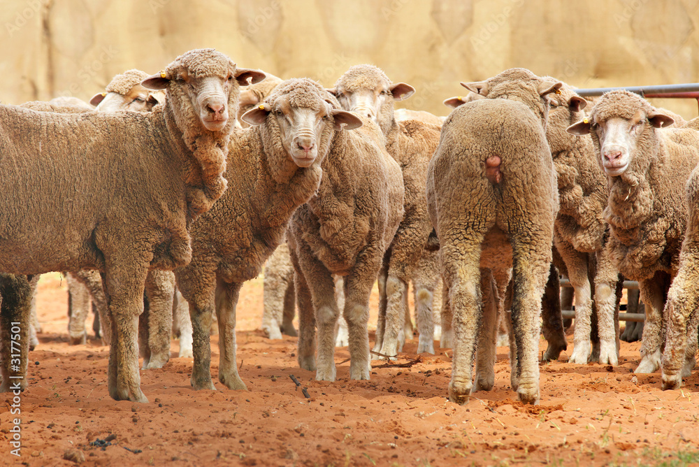 Obraz premium sheep in a row
