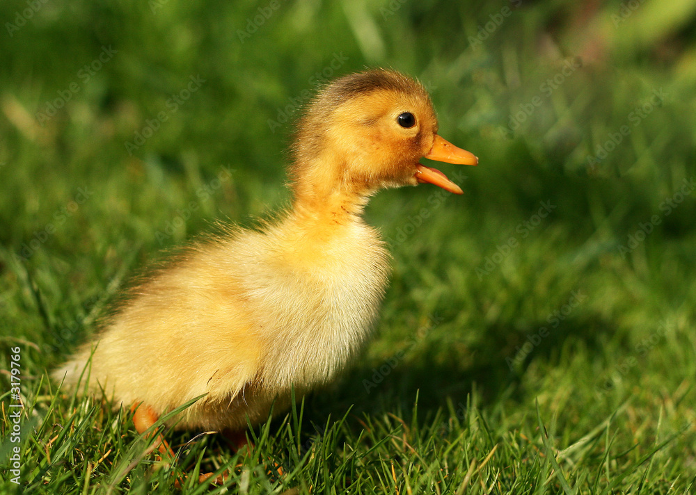 cute little duckling cute little duckling