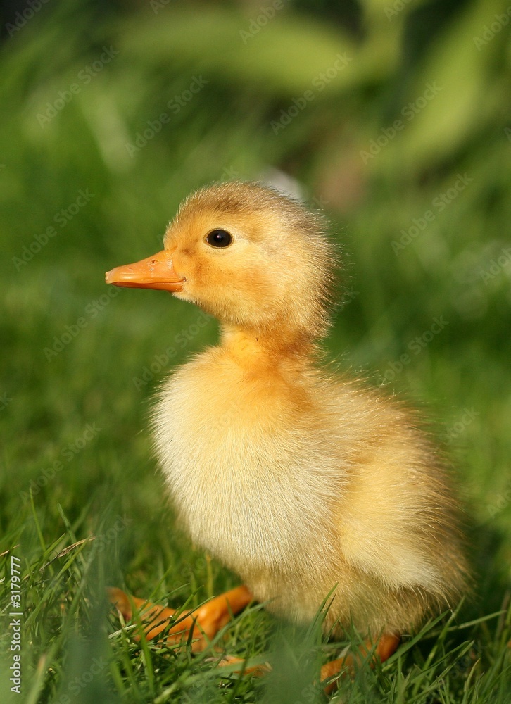 cute little duckling