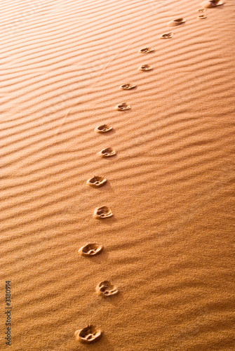 animal track in the desert