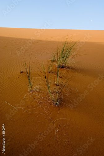 green herb in the dune of erg chebbi photo