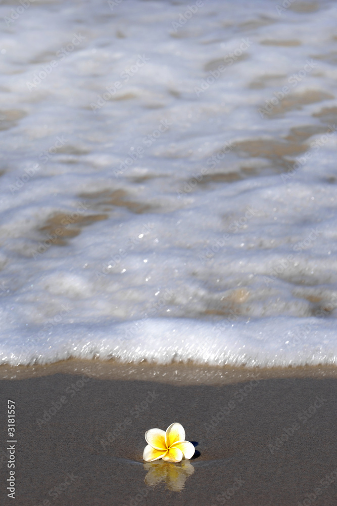 frangipani ocean 01a