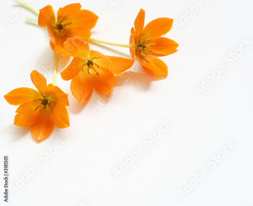 small spring bouquet