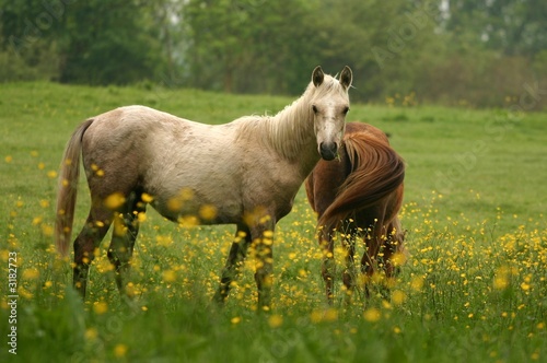 curious pony