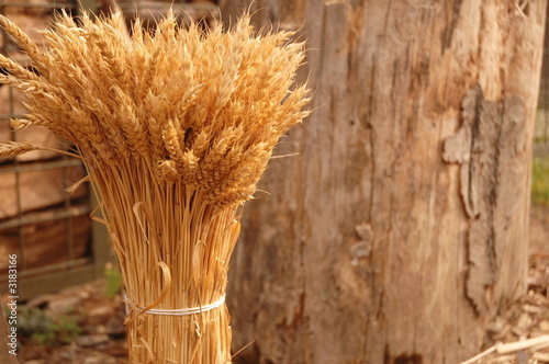 pack of wheat