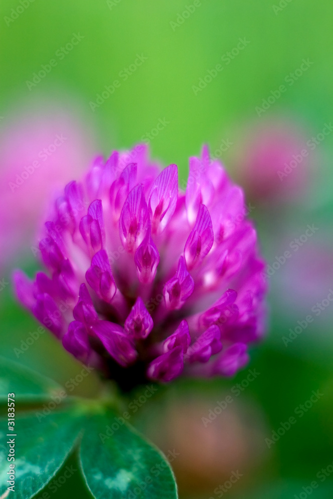 abstract2-redclover abstract2-redclover