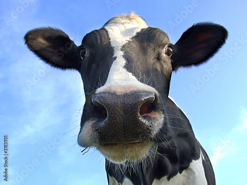 Valokuvatapetti cow