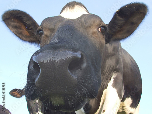 cow