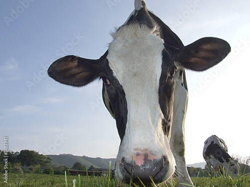cow