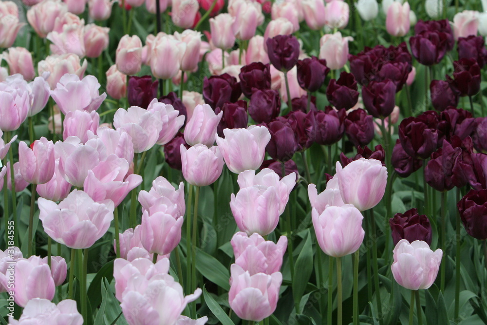 tulpenbeet tulpenbeet