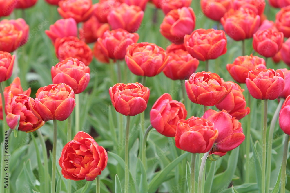Fototapeta premium gefüllte tulpen in rot