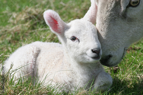 lamb & mother
