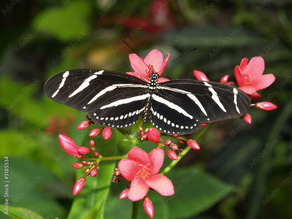 Obraz premium zebra longwing