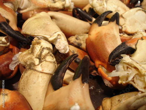 des pinces de crabes © corinne matusiak