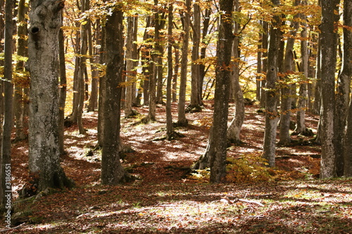 bosco