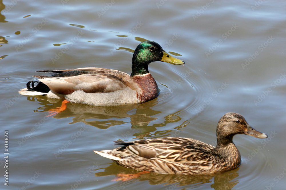 pair of mallards pair of mallards
