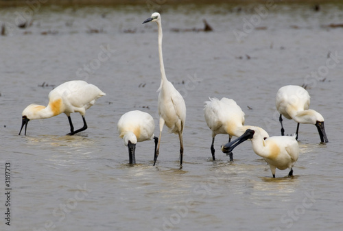 black-faced spoonbill