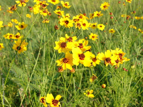chocolate flower (berlandiera lyrata)