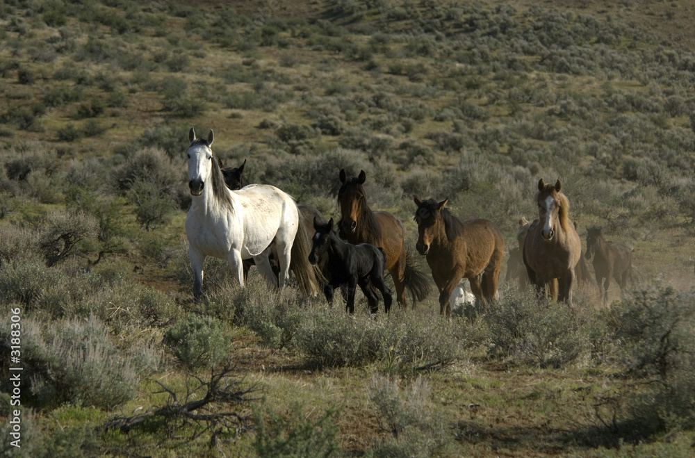 wild horses with young colt