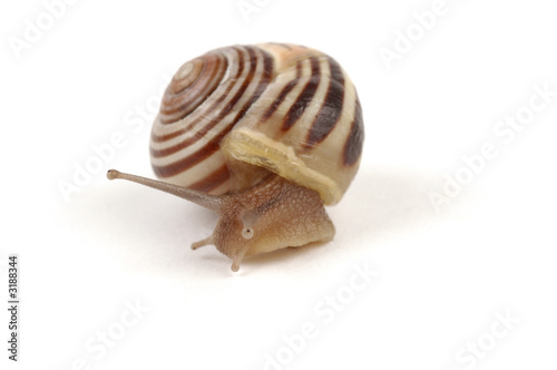 snail close-up 2