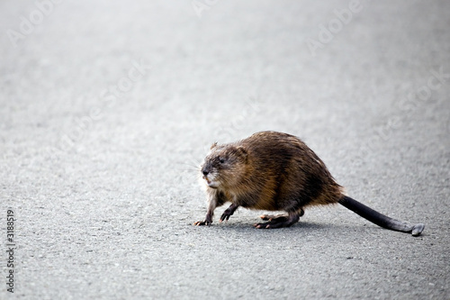 Foto muskrat