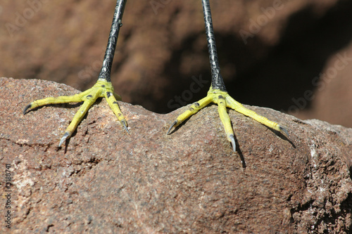Skinny Bird Legs