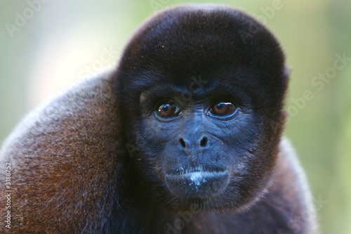 Foto black monkey
