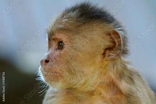 squirrel monkey photo