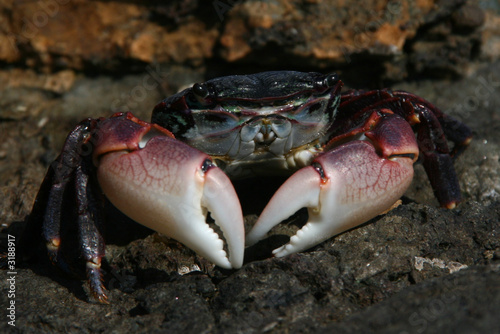 crab close up