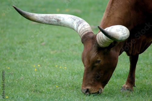 vache africaine