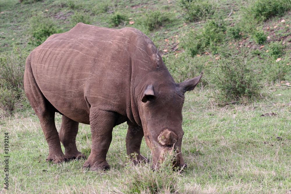 kenya kenya