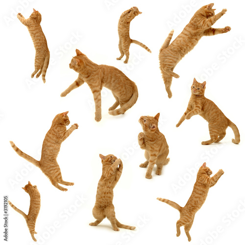 Photography collection of kittens in action