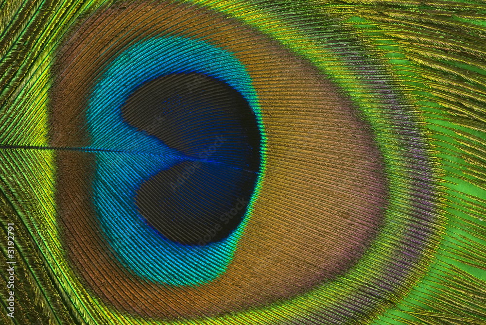 Obraz premium peacock feather