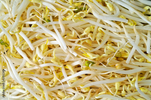 soy sprout macro background