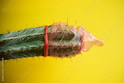 Obraz na płótnie condom on a cactus