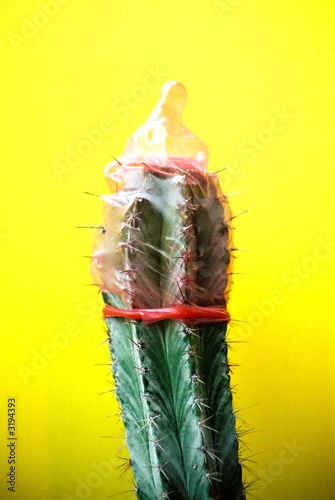 condom on a cactus