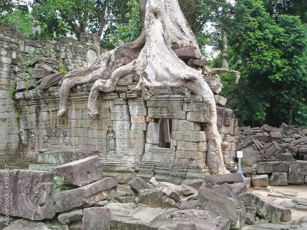 banyan tree covering an old khmer pyramid temple,  ta prohm, bay