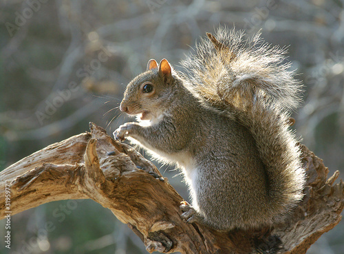 squirrel photo