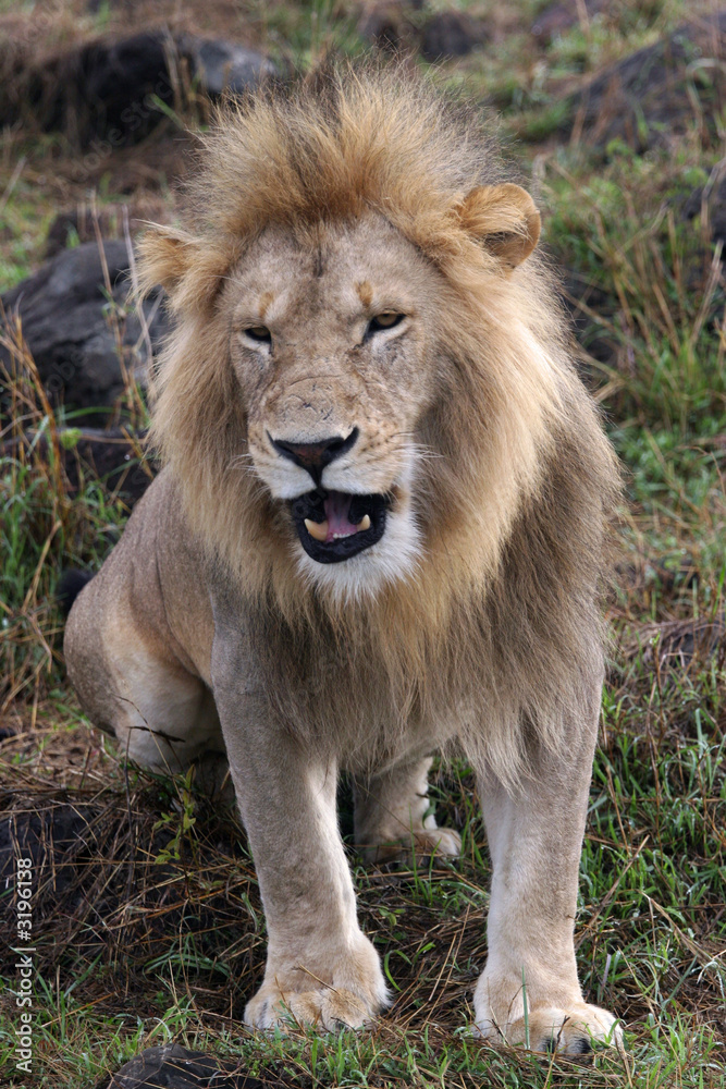 kenya