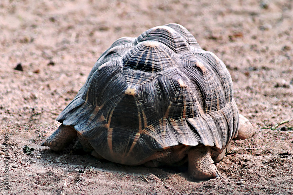 Obraz premium tortue