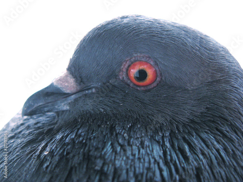 pidgeon