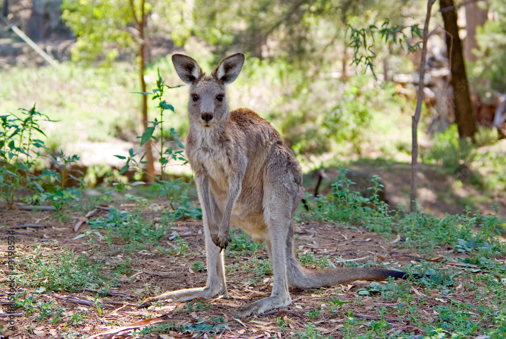 eastern gray kangaroo