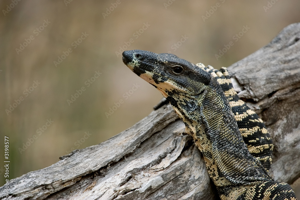 Obraz premium goanna resting on log