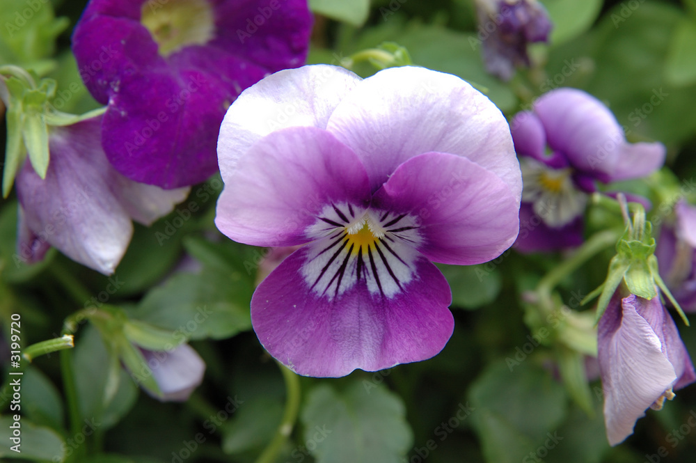 violet pansy