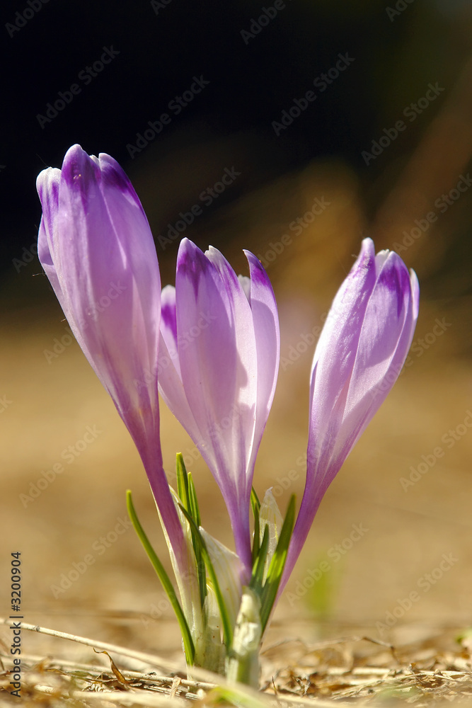 Naklejka premium three crocuses