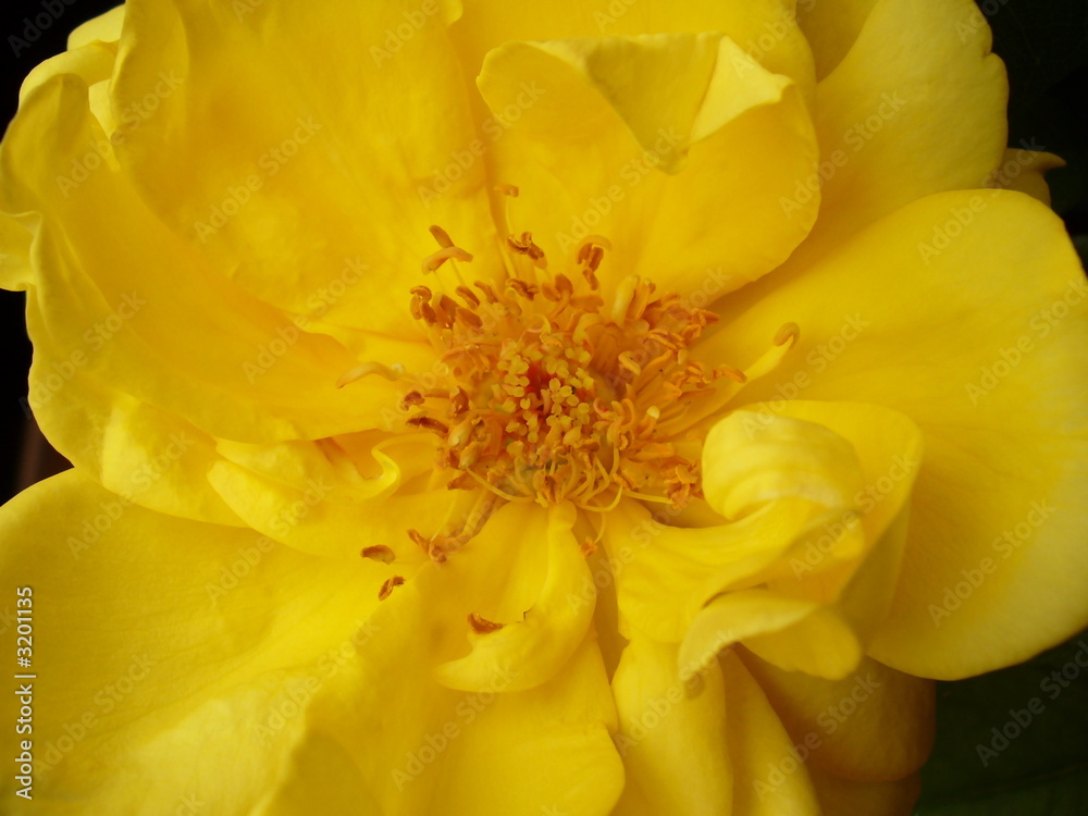 yellow blossom yellow blossom