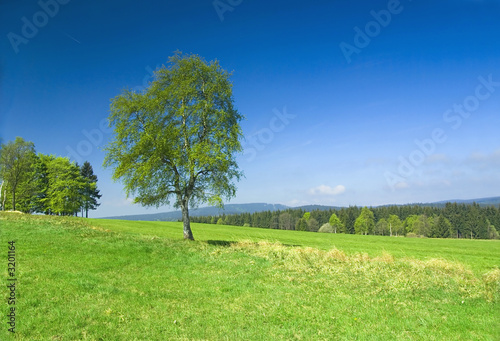 meadow with blue clear sky.
