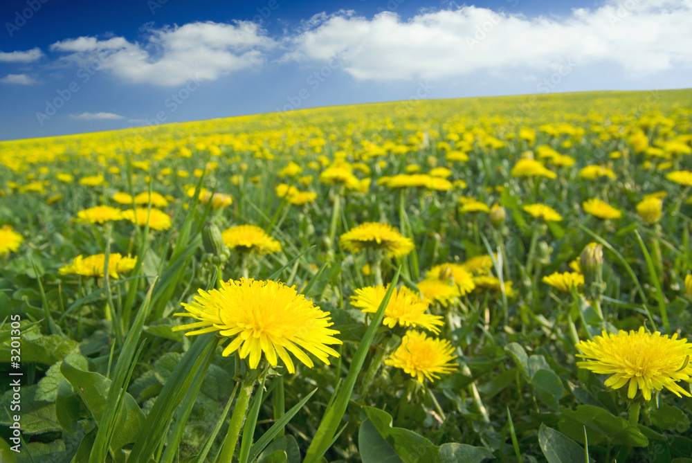 carpet full of dandelions.